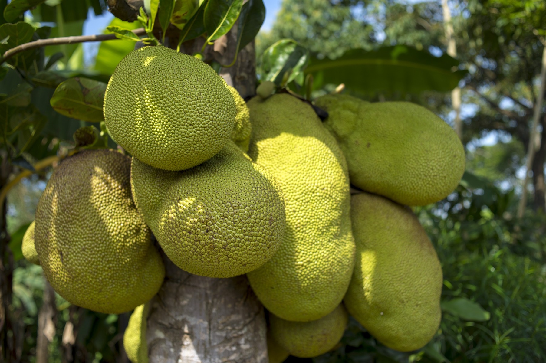 Jackfruit Jackfruit